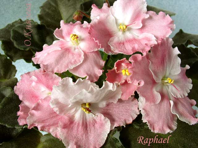 Raphael1.jpg