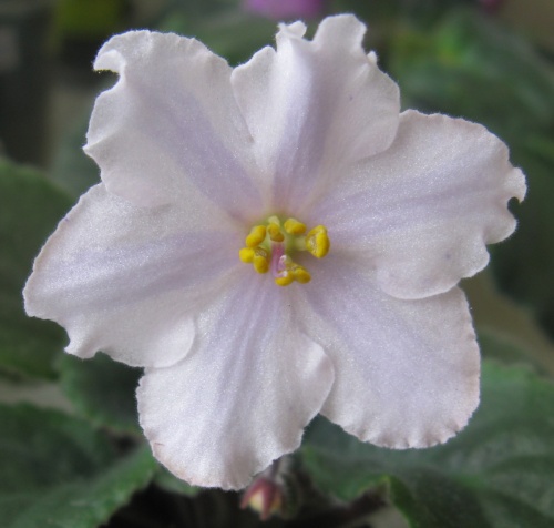Harmony's Lavender Fantasy500.jpg