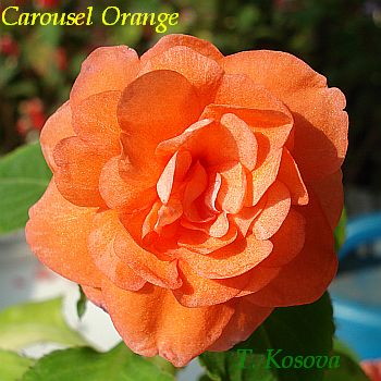 Carousel_Orange2.jpg