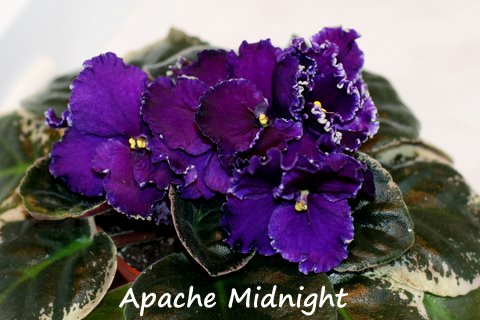 Apache Midnight__.JPG