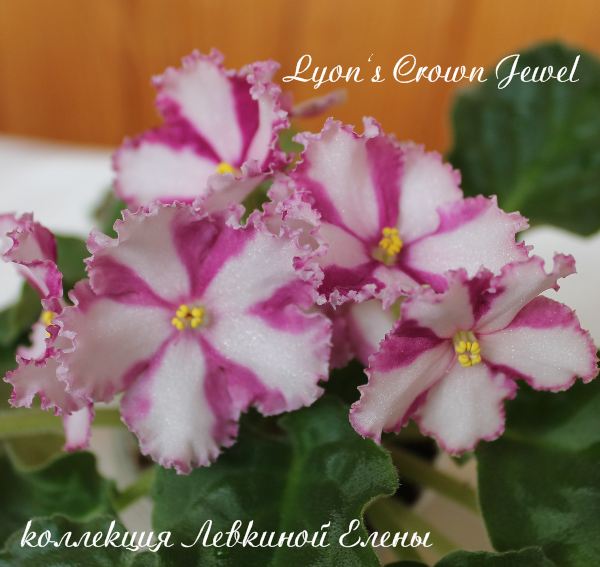 L Crown Jewel3.jpg