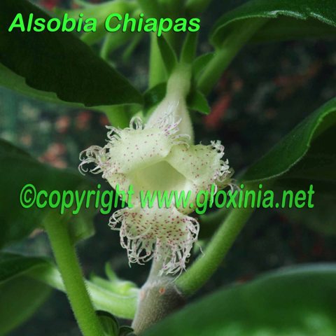 4 Chiapas IMGP9202 для гр.jpg