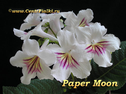 Paper Moon (Sorano).jpg