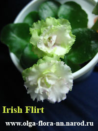 Irish-Flirt-(п).jpg