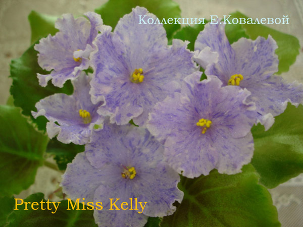 Pretty-Miss-Kelly11.jpg
