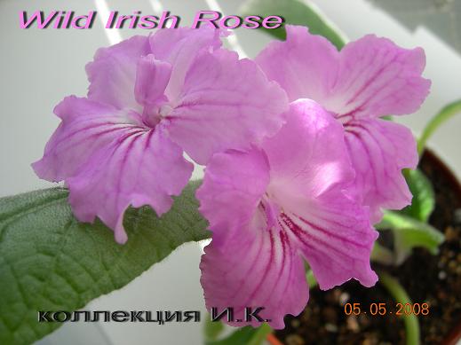 Wild Irish Rose.jpg